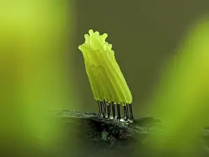 Damp Prints: Slime mould (Stemonitis sp.) newly emerged bright yellow sporangia on rotting log