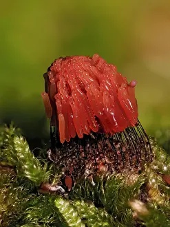 Buckinghamshire Prints: Slime mould (Stemonitis virginiensis) getting darker in colour as it matures