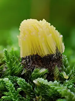 Buckinghamshire Prints: Slime mould (Stemonitis virginiensis) newly developed and bright yellow