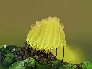 Buckinghamshire Prints: Slime mould (Stemonitis virginiensis) recently developed sporangia