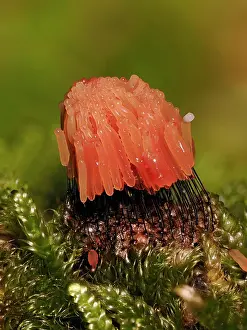 Buckinghamshire Prints: Slime mould (Stemonitis virginiensis) starting to mature and change to orange