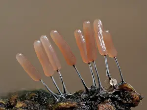 Buckinghamshire Prints: Slime mould (Stemonitopsis typhina) recently developed 2mm tall sporangia starting to change colour as they mature