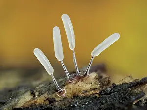 Buckinghamshire Prints: Slime mould (Stemonitopsis typhina) newly developed sporangia