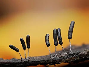 Damp Prints: Slime mould (Stemonitopsis typhina) sporangia growing on edge of bark