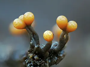 Buckinghamshire Prints: Slime mould (Trichia ambigua) newly developed sporangia on rotting Beech wood