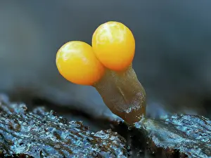 Buckinghamshire Prints: Slime mould (Trichia ambigua) newly developed sporangia on rotting Beech wood