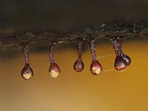 Group Of Objects Prints: Slime mould (Trichia botrytis) sporangia starting to split to release spores