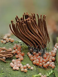 Buckinghamshire Prints: Slime moulds, mature sporangia (Stemonitis axifera) surrounded by developing sporangia (Collaria arcyrionema)