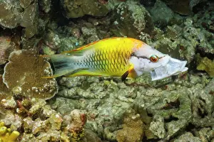 Wrasses Prints: Slingjaw wrasse (Epibulus insidiator) female