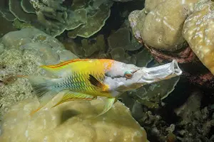 Wrasses Prints: Slingjaw wrasse (Epibulus insidiator) female