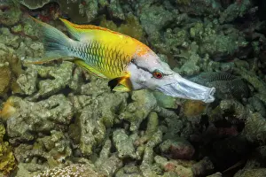 Skull Prints: Slingjaw wrasse (Epibulus insidiator) female swimming over reef