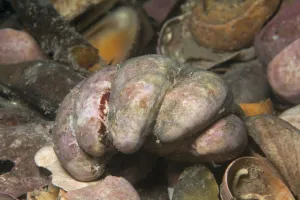 Slipper limpet (Crepidula fornicata) invasive species, Jersey, British Channel Islands