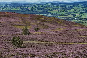 Slopes of Moel Famau mountain showing patches cut for Heather (Calluna vulgaris) management