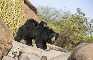 Yashpal Rathore Gallery: Sloth bear (Melursus ursinus) cub riding on mothers back, Daroiji Bear Sanctuary
