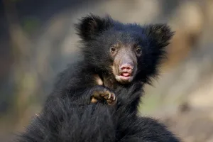 Juvenile Prints: Sloth Bear (Melursus ursinus) cub riding on its mothers back. Karnataka, India