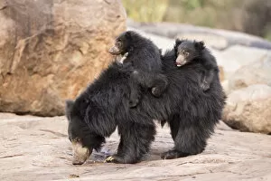 Bear Gallery: Sloth bear (Melursus ursinus) cubs riding on mothers back, Daroiji Bear Sanctuary