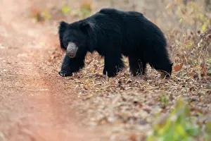 Ursidae Prints: Sloth bear (Melursus ursinus) female