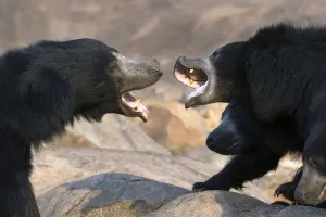 Sloth Bear (Melursus ursinus) female with large cubs (on right) trying to fight off rogue male