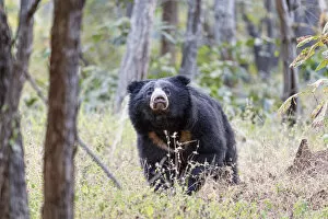 2020 October Highlights Gallery: Sloth bear (Melursus ursinus) male foraging in forest understory