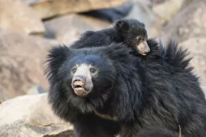 Sloth bear (Melursus ursinus) mother with cub on her back, Daroiji Bear Sanctuary