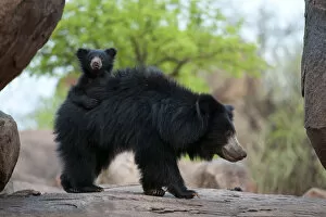 Axel Gomille Collection: Sloth Bear (Melursus ursinus) mother with cub riding on her back. Karnataka, India, April