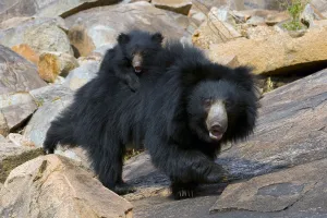 Sloth Bear (Melursus ursinus) mother with cub riding on her back. Karnataka, India, April