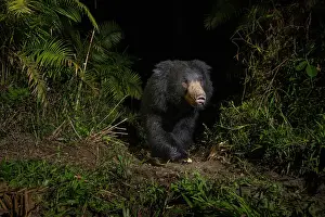 Melursus Lybius Prints: Sloth bear (Melursus ursinus) walking through cane forest at night