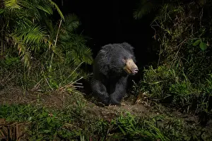 Melursus Lybius Prints: Sloth bear (Melursus ursinus) walking through cane forest at night