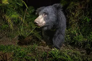 Melursus Lybius Prints: Sloth bear (Melursus ursinus) walking through cane forest at night