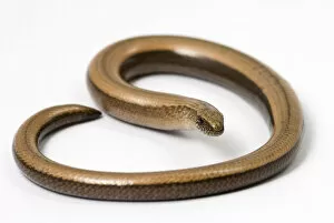 Anguid Lizards Gallery: Slow worm (Anguis fragilis)