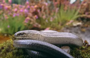 Anguid Lizards Gallery: Slow worm {Anguis fragilis} adult male, Dorset, UK