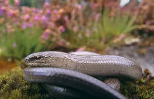 Slow worm {Anguis fragilis} adult male, Dorset, UK