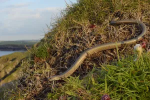 Slow worm (Anguis fragilis) on coastal clifftop grassland. Cornwall, England, UK. May