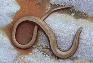 Slow worm {Anguis fragilis} Cornwall, UK