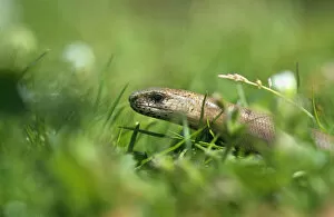 Anguid Lizards Gallery: Slow worm {Anguis fragilis} UK
