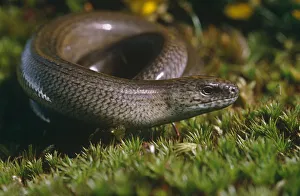 Slow worm male {Anguis fragilis} Purbeck, Dorset, UK