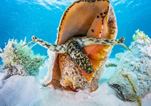 2019 July Highlights Collection: A small aggreggation of queen conch (Lobatus gigas) off Cat Island, Bahamas
