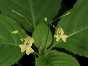 Touch Me Not Prints: Small balsam (Impatiens parviflora) in flower, Rio Fuggio, Leonessa, Lazio, Italy. July