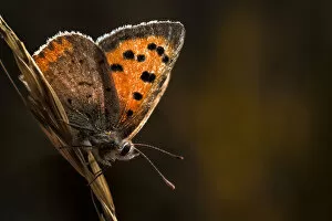 Images Dated 9th September 2010: Small copper butterfly (Lycaena philaeas). Peak District NP, Derbyshire, UK, September