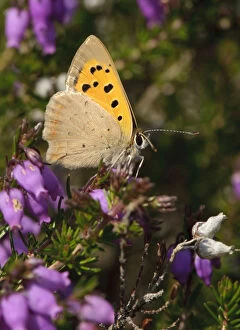 Small copper butterfly (Lycaena phlaeas) on Bell heather (Erica cinerea), Minsmere RSPB reserve