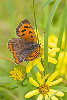 UK Wildlife August Gallery: Small copper butterfly (Lycaena phlaeas) on common ragwort, Brockley Cemetery, Lewisham