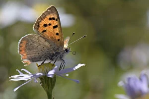 Small copper butterfly (Lycaena phlaeas) standing on an Aster flower in a meadow, Bath