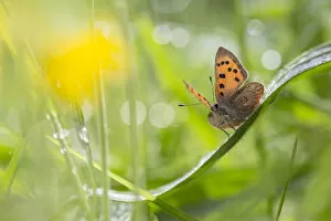 Alex Hyde Gallery: Small copper butterfly (Lycaena phlaeas) in meadow. Peak District National Park, Derbyshire, UK