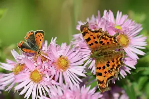 Papilionoidea Prints: Small copper (Lycaena phlaeas) butterfly and Comma (Polygonia c-album)