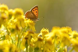 Images Dated 21st August 2011: Small copper (Lycaena phlaeas) butterfly resting on Common ragwort (Senecio jacobaea)