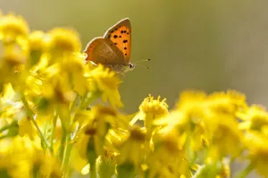 Small copper (Lycaena phlaeas) butterfly resting on Common ragwort (Senecio jacobaea)
