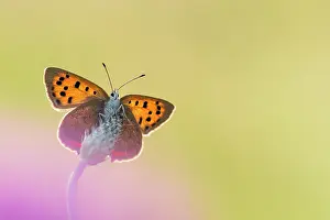 Devon Prints: Small copper (Lycaena phlaeas) butterfly resting on a grass head
