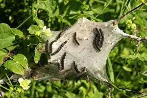 Lepidoptera Prints: Small eggar caterpillars (Eriogaster lanestris) on web