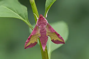 Images Dated 15th May 2018: Small elephant hawk-moth (Deilephila porcellus) on stem. Captive, larvae collected previous year