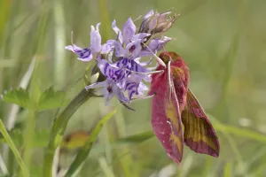 Key Flower Prints: Small elephant hawk-moth (Deilephila porcellus) on Common spotted orchid (Dactylorhiza